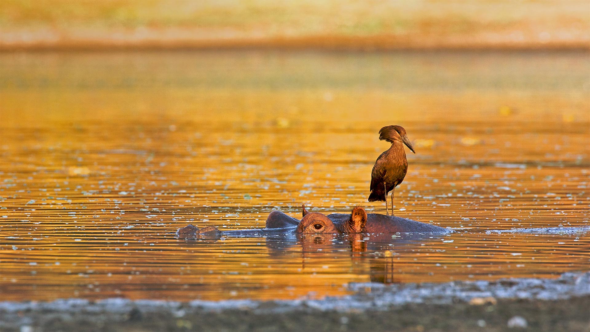 Hamerkop Hunting