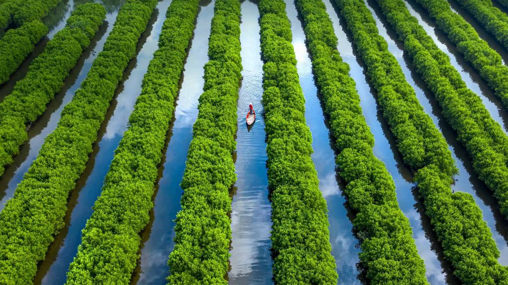 Mangrove Forest