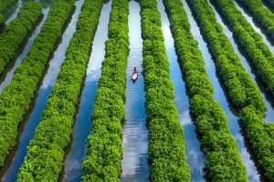 Mangrove Forest