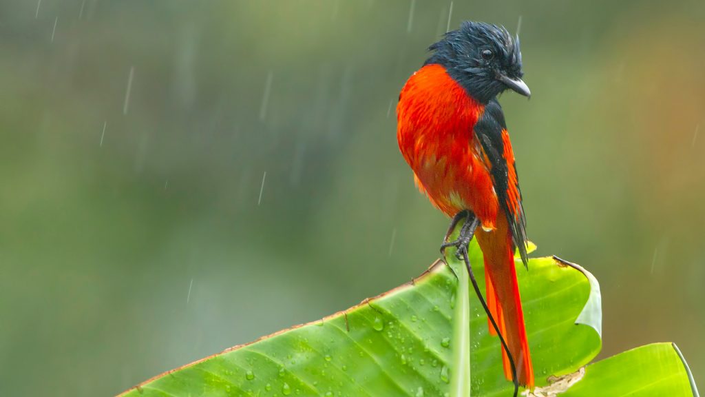 Minivet Bengal