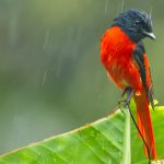 Minivet Bengal