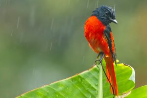 Minivet Bengal