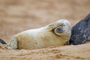 Norfolk Pups