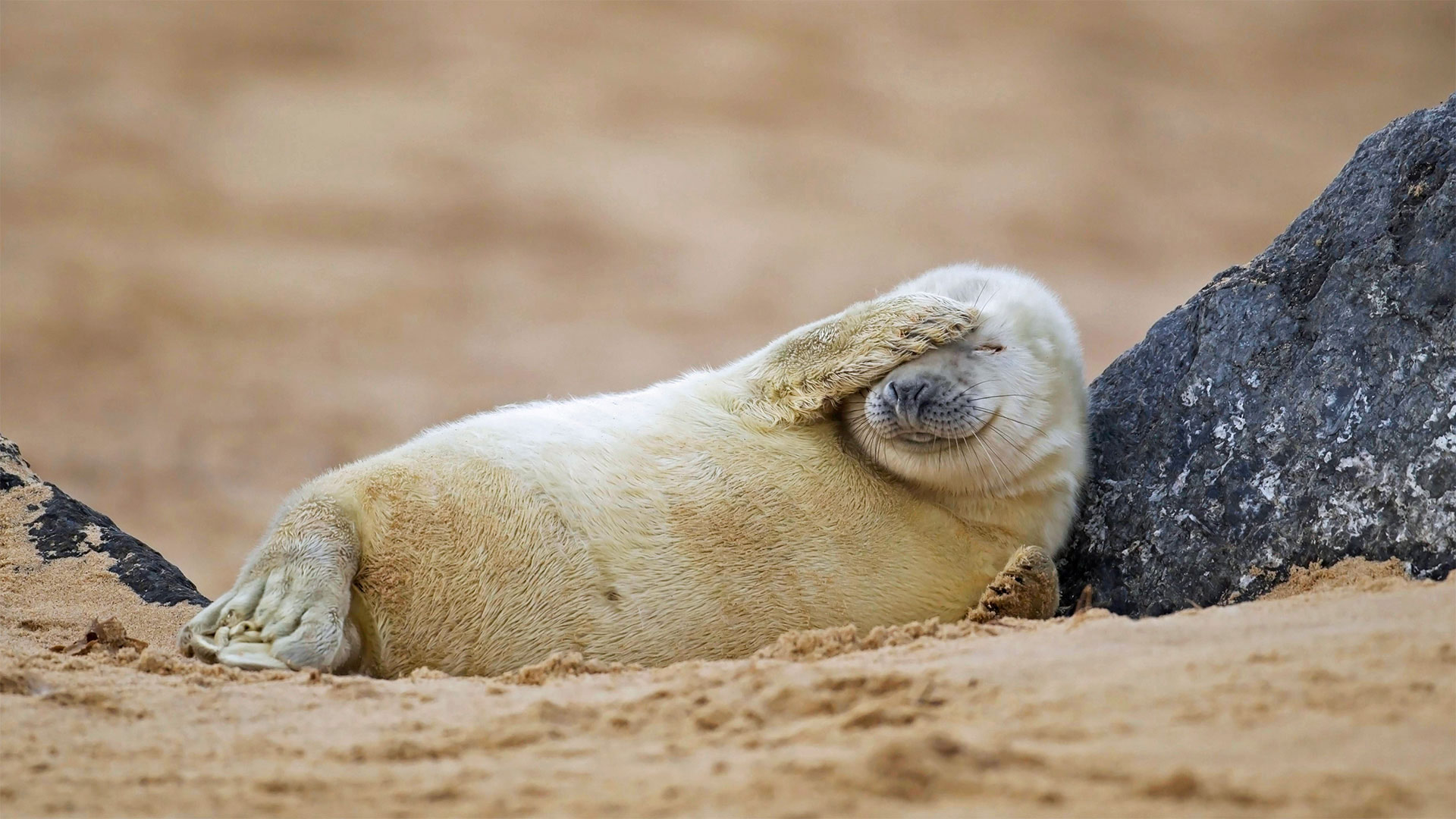 Norfolk Pups