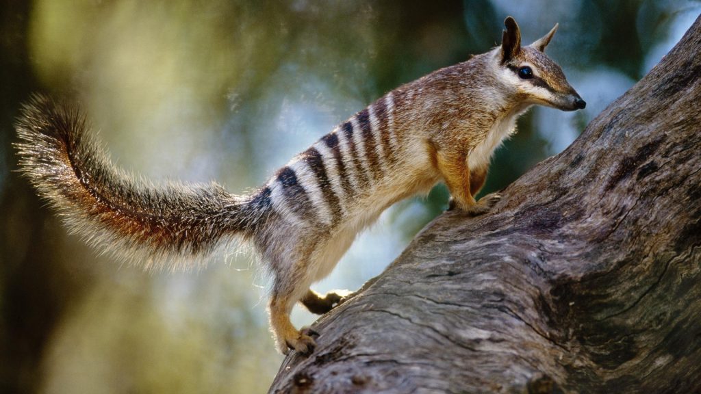 Numbat Australia