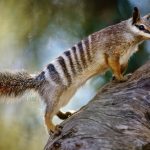 Numbat Australia