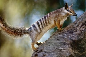 Numbat Australia