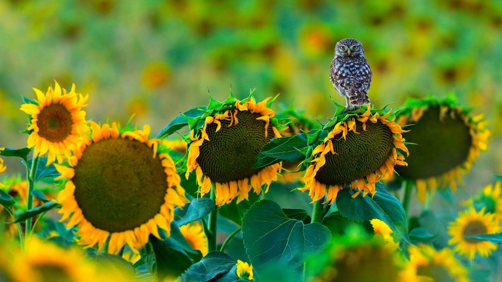 Owl Sunflowers