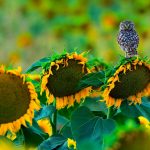 Owl Sunflowers