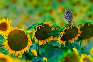 Owl Sunflowers