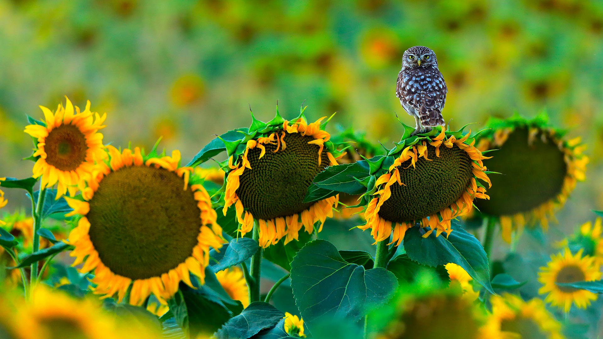 Owl Sunflowers