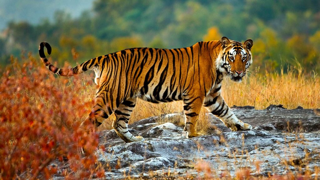 Tiger Walk