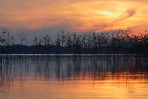 Water Ripples Video