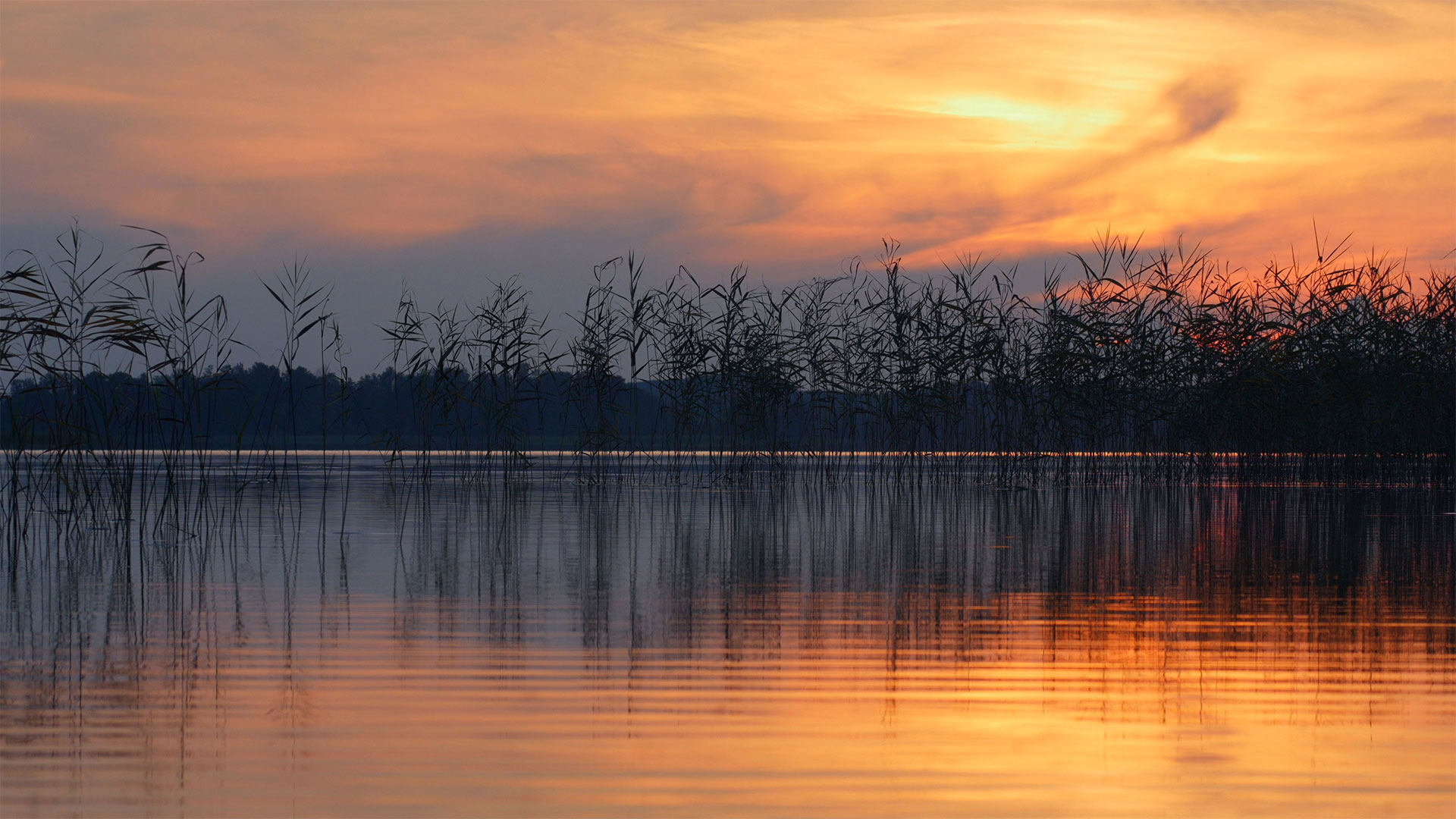 Water Ripples Video