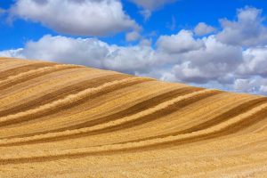 Wheat Castilla