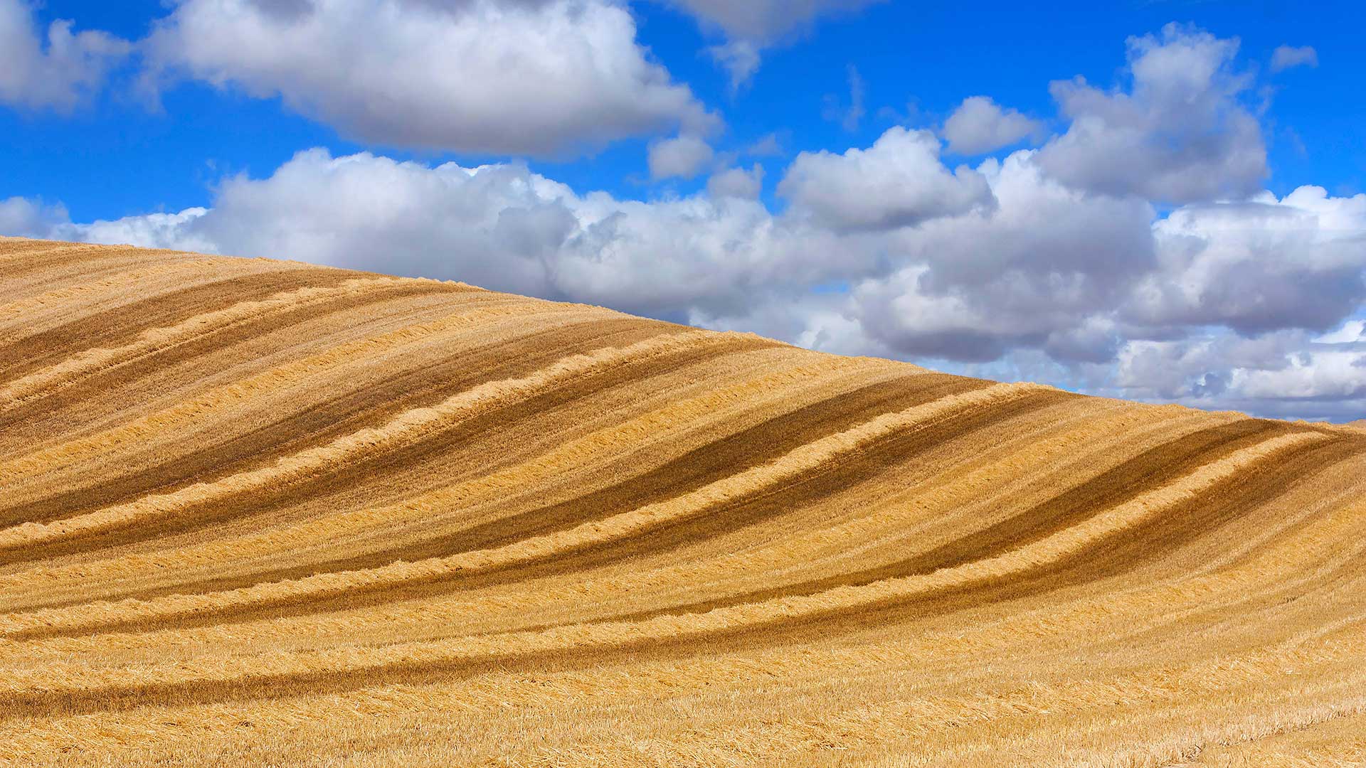 Wheat Castilla