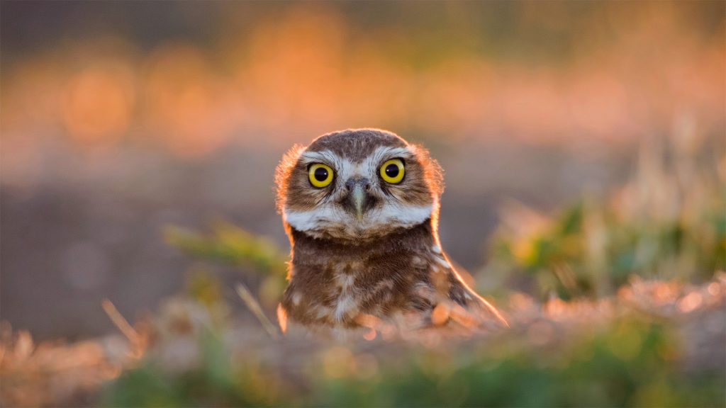 Burrowing Owl