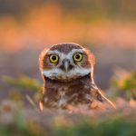 Burrowing Owl