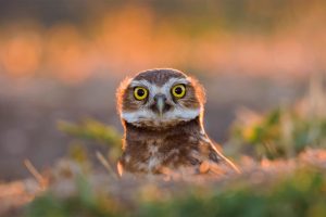 Burrowing Owl