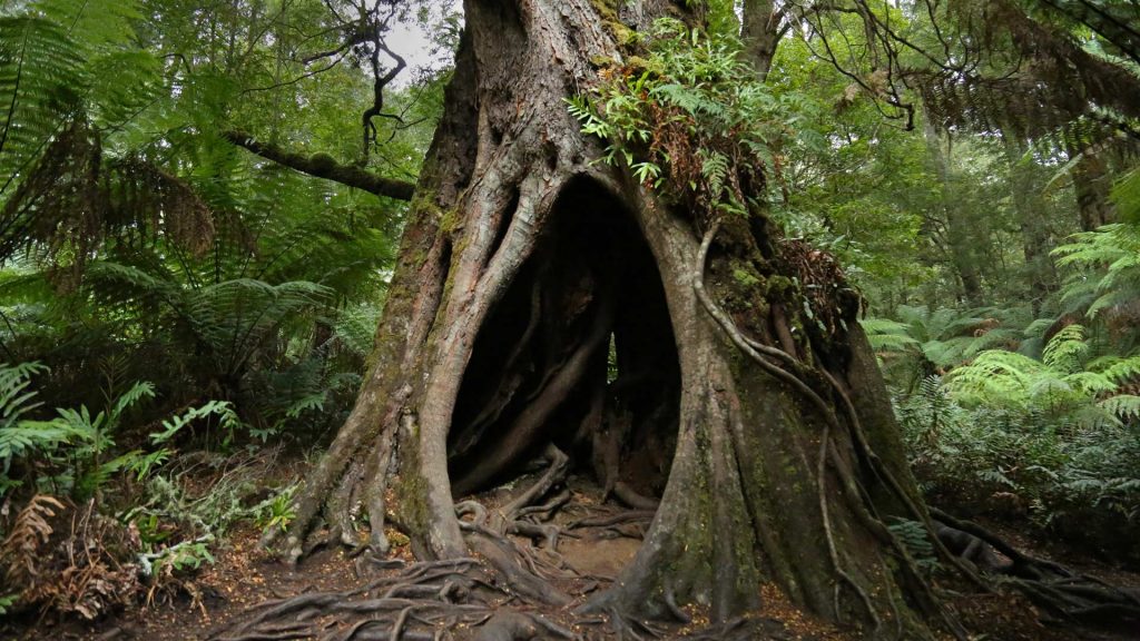 Hollow Tree