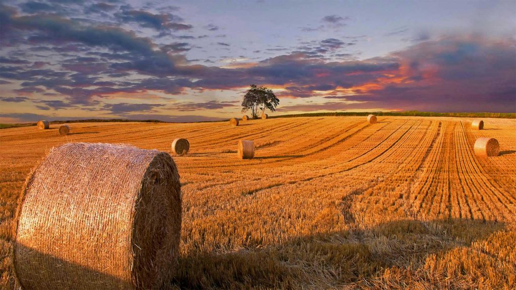 Make Hay – Bing Wallpaper Download