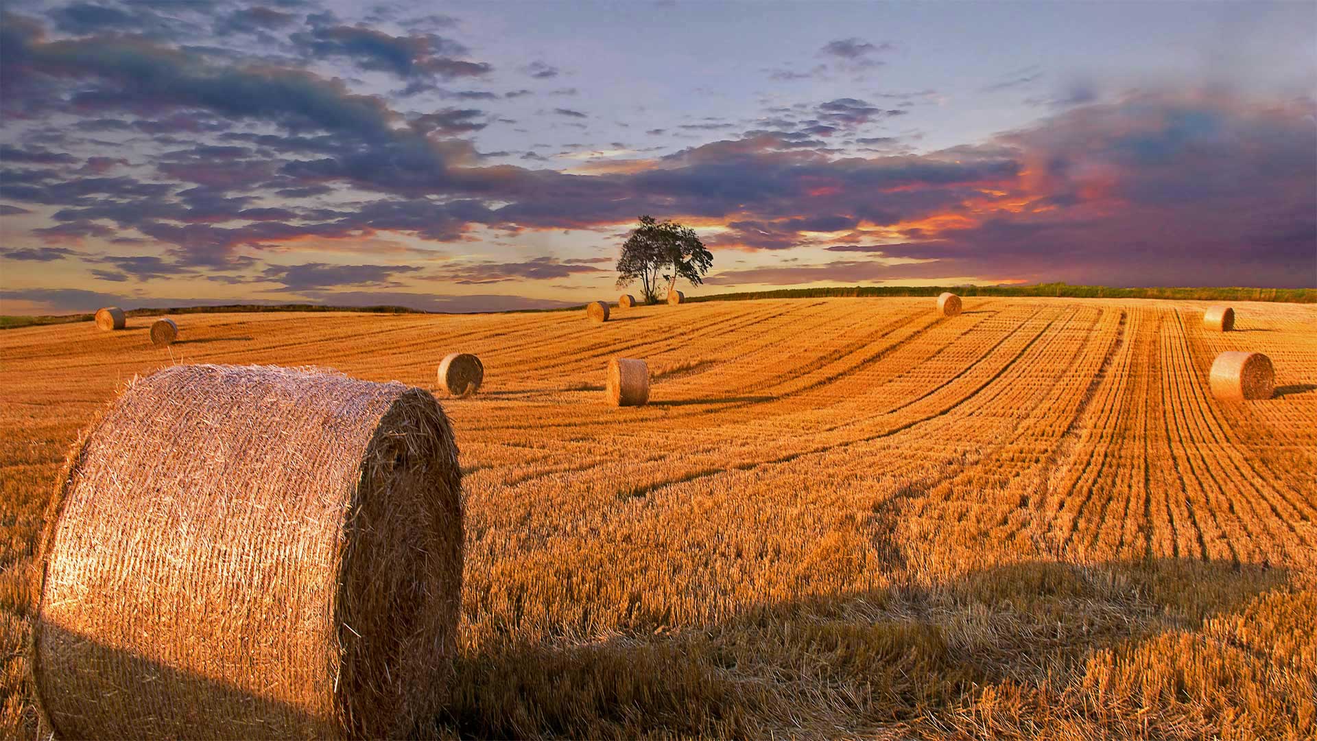 Make Hay