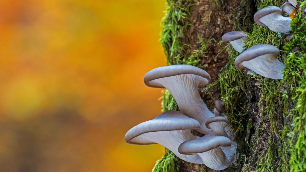 Oyster Mushroom – Bing Wallpaper Download