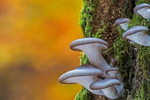 Oyster Mushroom