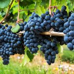 Penticton Grapes