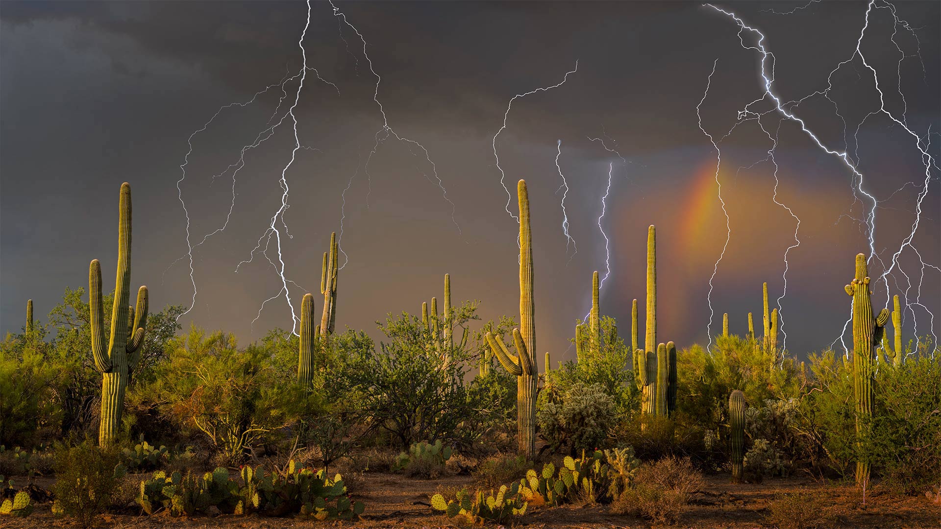 Saguaro Lightning