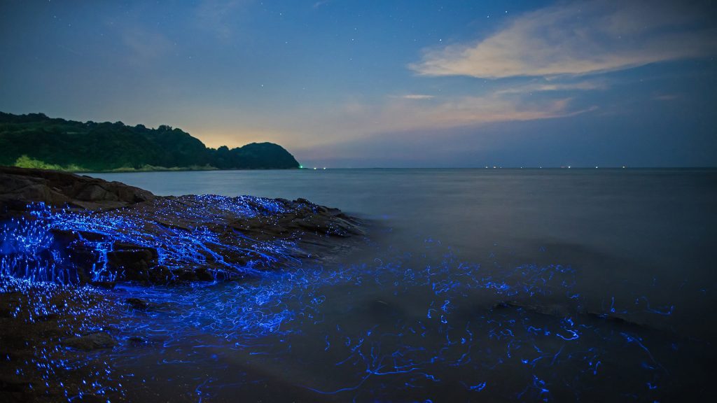 Sea Fireflies
