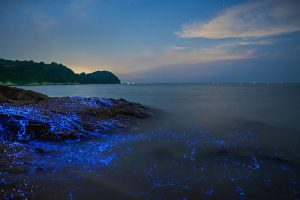 Sea Fireflies