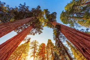Sequoia Sunlight