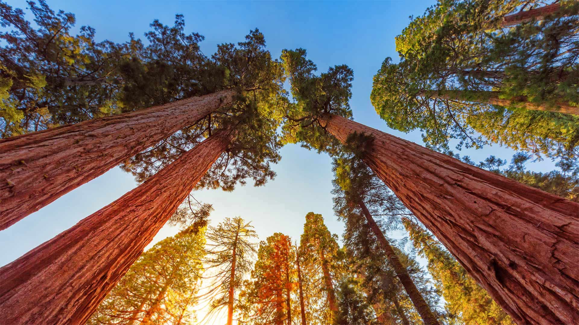 Sequoia Sunlight