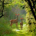 Virginia Deer