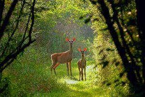 Virginia Deer