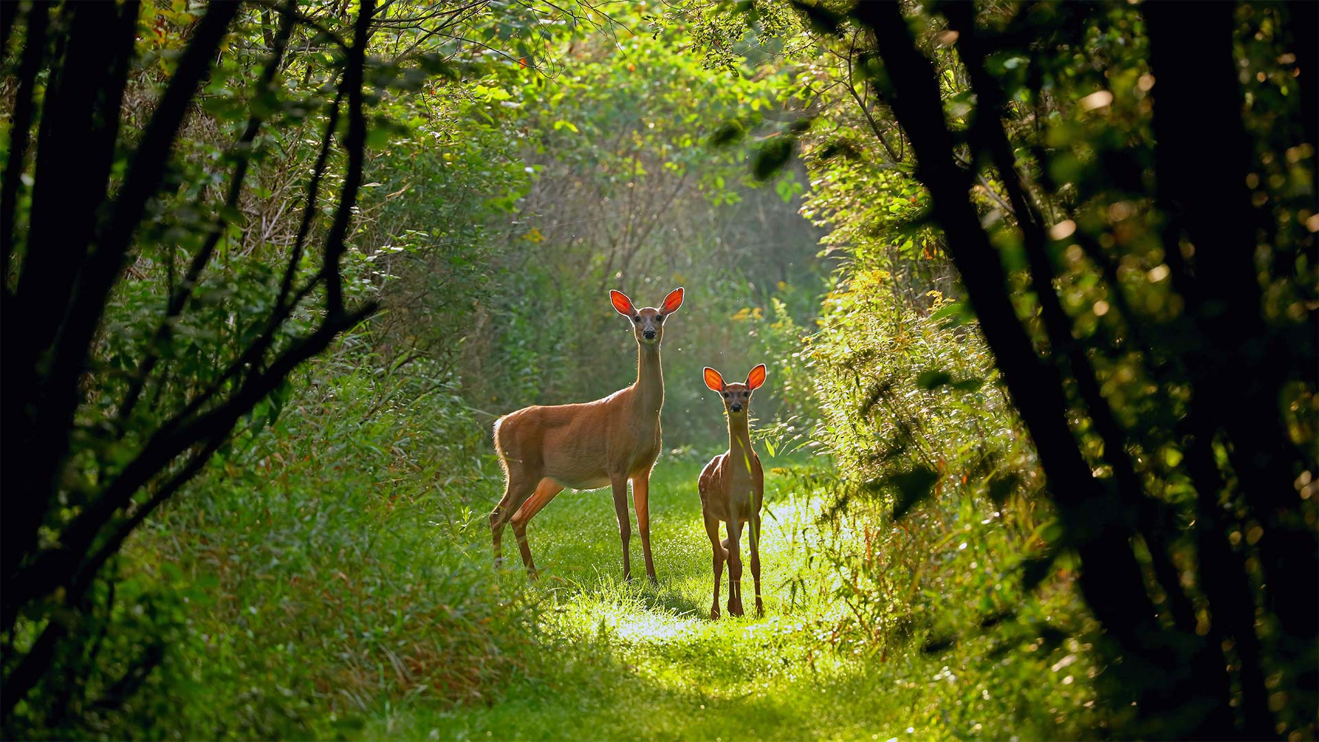 Virginia Deer