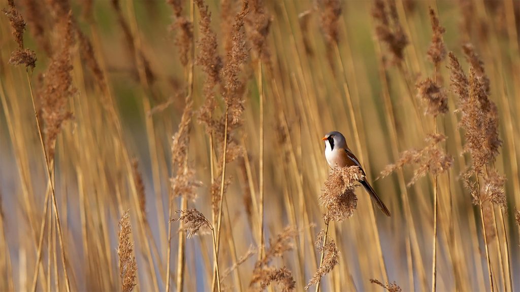 Bearded Reedling