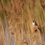 Bearded Reedling