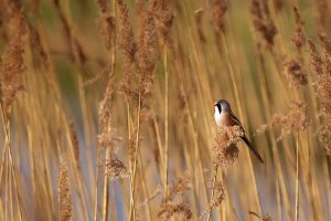 Bearded Reedling