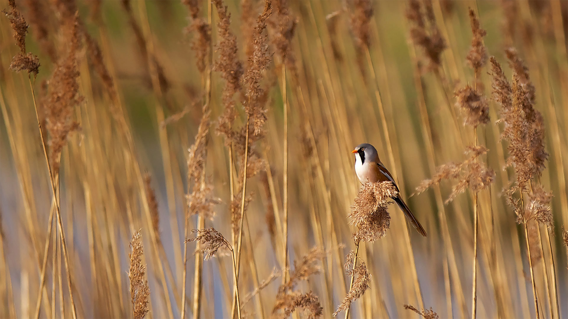 Bearded Reedling