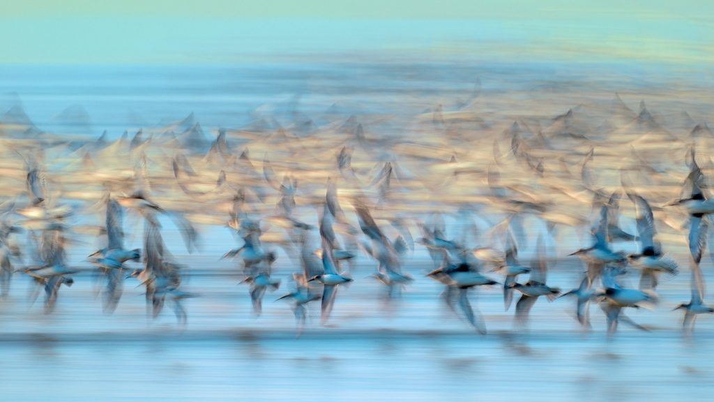 Blurry Flock