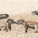 Curious Squirrels