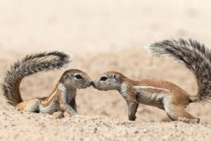 Curious Squirrels