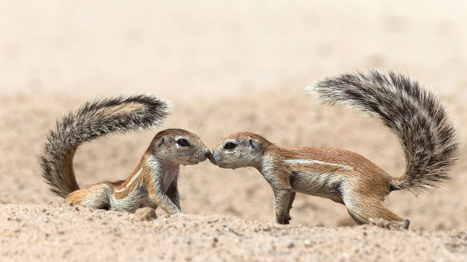 Curious Squirrels