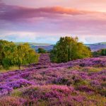 Dorset Heather