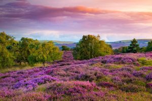 Dorset Heather