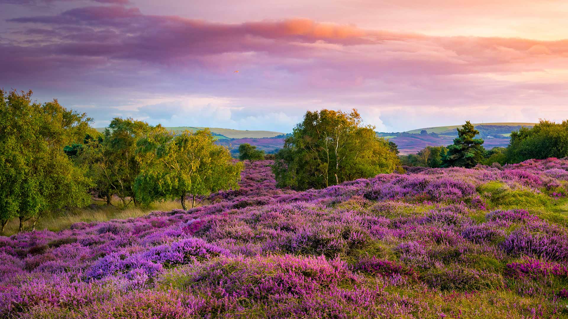 Dorset Heather