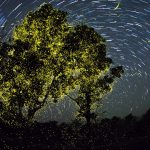 Fireflies India