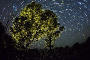Fireflies India